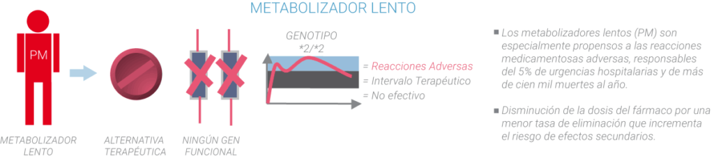 Metabolizadores lento