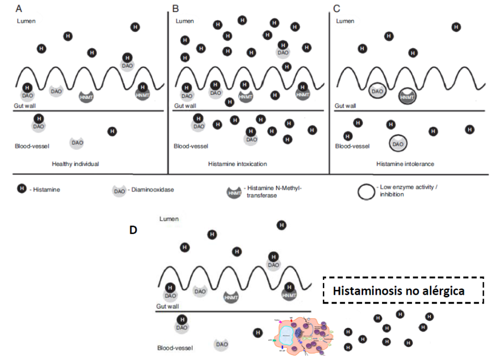 Diagrama que ilustra el procesamiento de la histamina en el intestino y los vasos sanguíneos de diferentes individuos: A) personas sanas, B) personas con intoxicación por histamina, C) personas con intolerancia a la histamina, D) personas con histaminosis no alérgica. Incluye actividades enzimáticas y niveles de histamina.