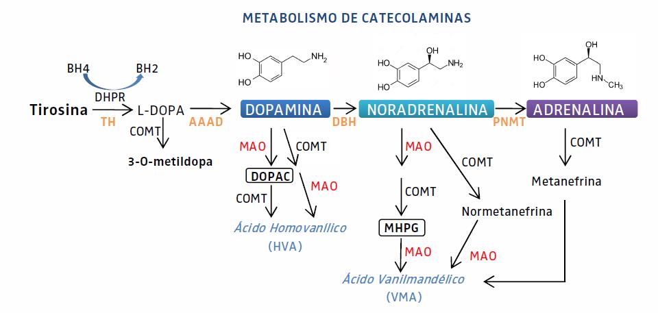 Catecolaminas