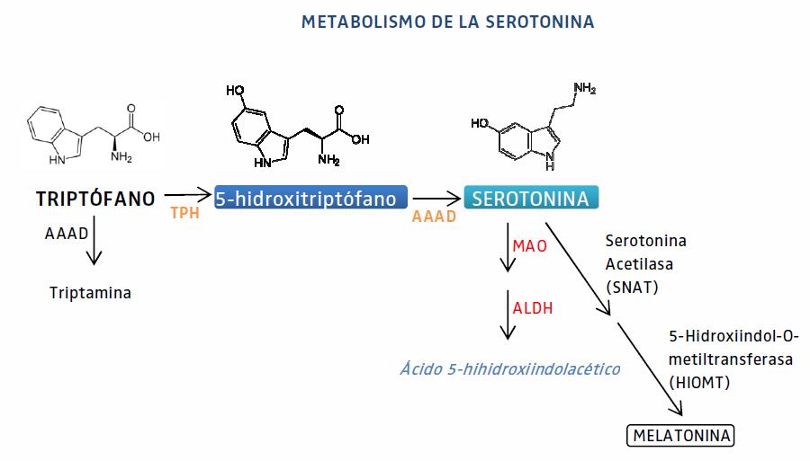 Serotonina
