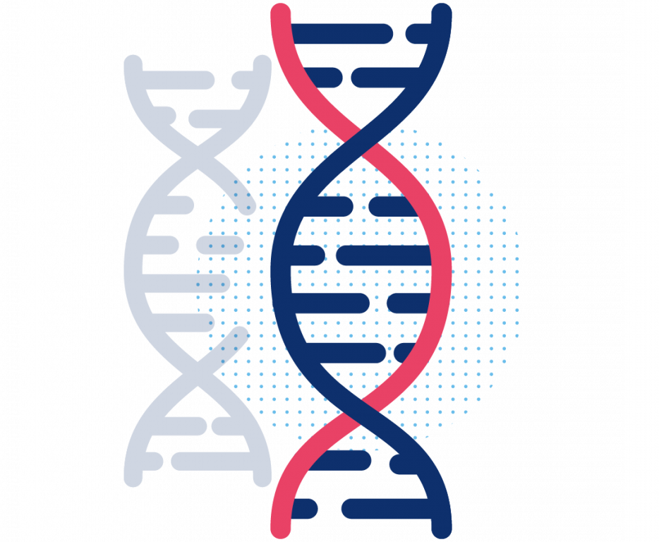 Ilustración de dos cadenas de doble hélice de ADN una al lado de la otra. Una cadena es azul y la otra es roja. La cadena roja presenta un círculo azul punteado que resalta Screening Genético y simboliza la investigación genética o la biología molecular.